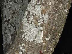 Parmelina tiliacea