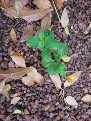 Lantana camara