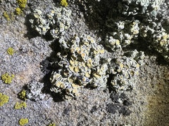 Rhizoplaca subdiscrepans