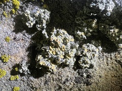 Rhizoplaca subdiscrepans