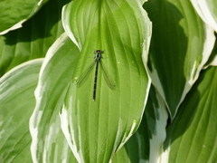 Chromagrion conditum