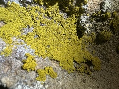 Candelariella rosulans