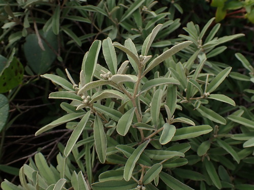 Croton linearis (Croton linearis)