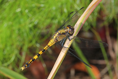 Orthetrum boumiera