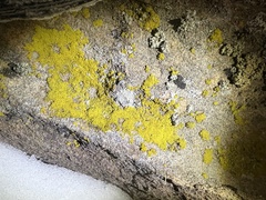 Candelariella rosulans