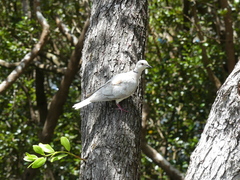 Streptopelia roseogrisea