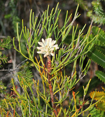 Petrophile canescens