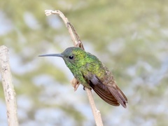 Saucerottia
