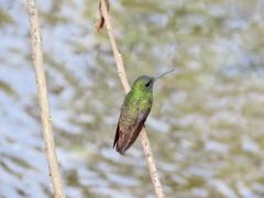 Saucerottia