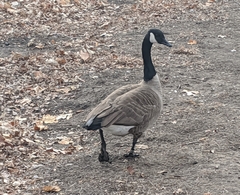 Branta canadensis
