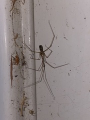 Pholcus phalangioides