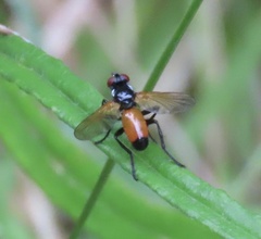 Huttonobesseria verecunda