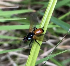 Huttonobesseria verecunda