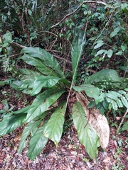 Anthurium crenatum