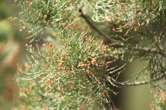 Callitris glaucophylla