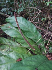 Anthurium crenatum