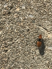 Dasymutilla calorata