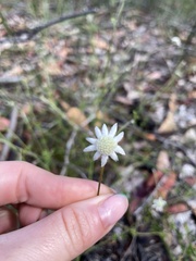 Actinotus minor