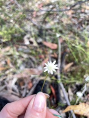 Actinotus minor