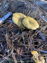 Buchwaldoboletus sphaerocephalus