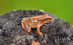 Rana chaochiaoensis