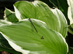 Chromagrion conditum