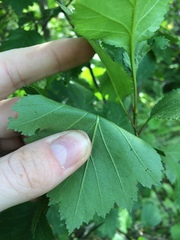 Crataegus irrasa