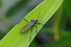 Sphictyrtus chrysis