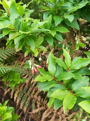 Vaccinium cylindraceum