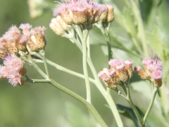 Tessaria absinthioides