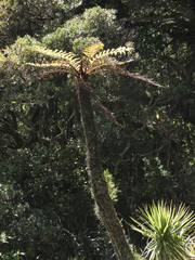 Cyathea
