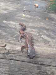 Pseudoeurycea leprosa