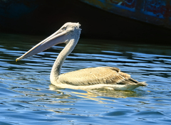 Pelecanus rufescens