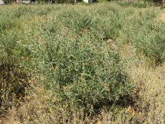 Tessaria absinthioides