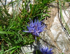 Jasione crispa