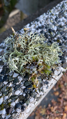 Evernia prunastri