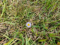 Symphyotrichum subulatum elongatum