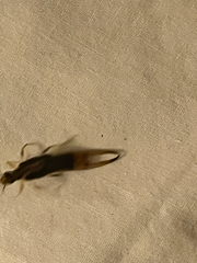 Labidura riparia