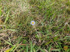 Symphyotrichum subulatum elongatum