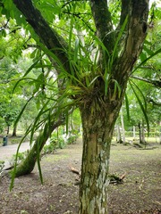 Oncidium sphacelatum