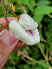 Centrosema pubescens