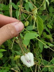 Centrosema pubescens