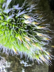 Grimmia pulvinata