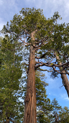 Calocedrus decurrens