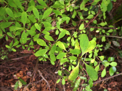 Coprosma foetidissima