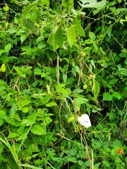 Centrosema pubescens