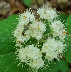 Analeptura
