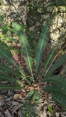 Dioon