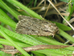 Dichagyris signifera