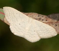 Scopula optivata